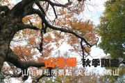 山毛櫸 秋季限定 山毛櫸私房景點  尖石內鳥嘴山