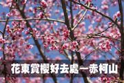 花東賞櫻好去處—赤柯山