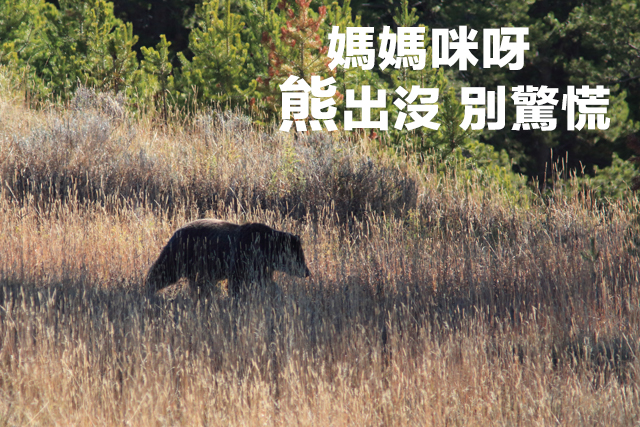 媽媽咪呀   熊出沒 別驚慌媽媽咪呀   熊出沒 別驚慌