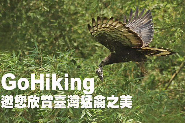 GoHiking邀您欣賞臺灣猛禽之美GoHiking邀您欣賞臺灣猛禽之美