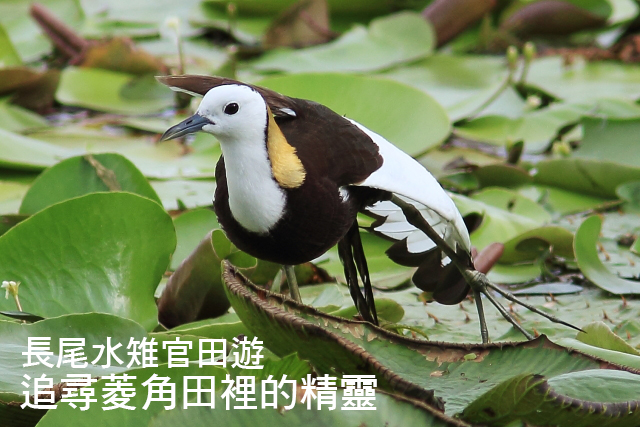 追尋菱角田裡的精靈—長尾水雉官田遊追尋菱角田裡的精靈—長尾水雉官田遊