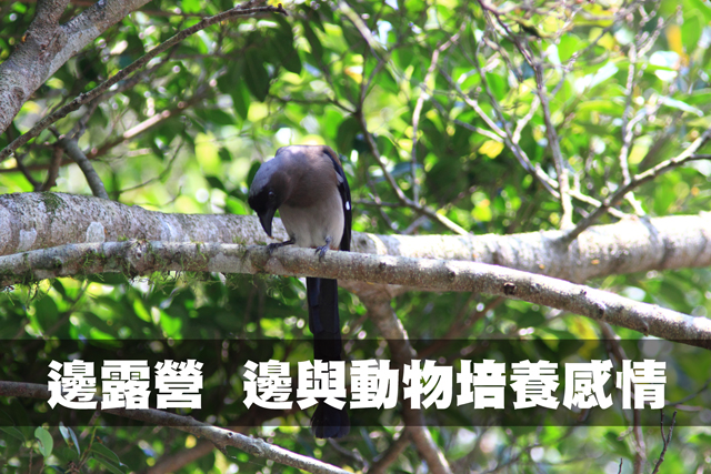 邊露營  邊與動物培養感情邊露營  邊與動物培養感情